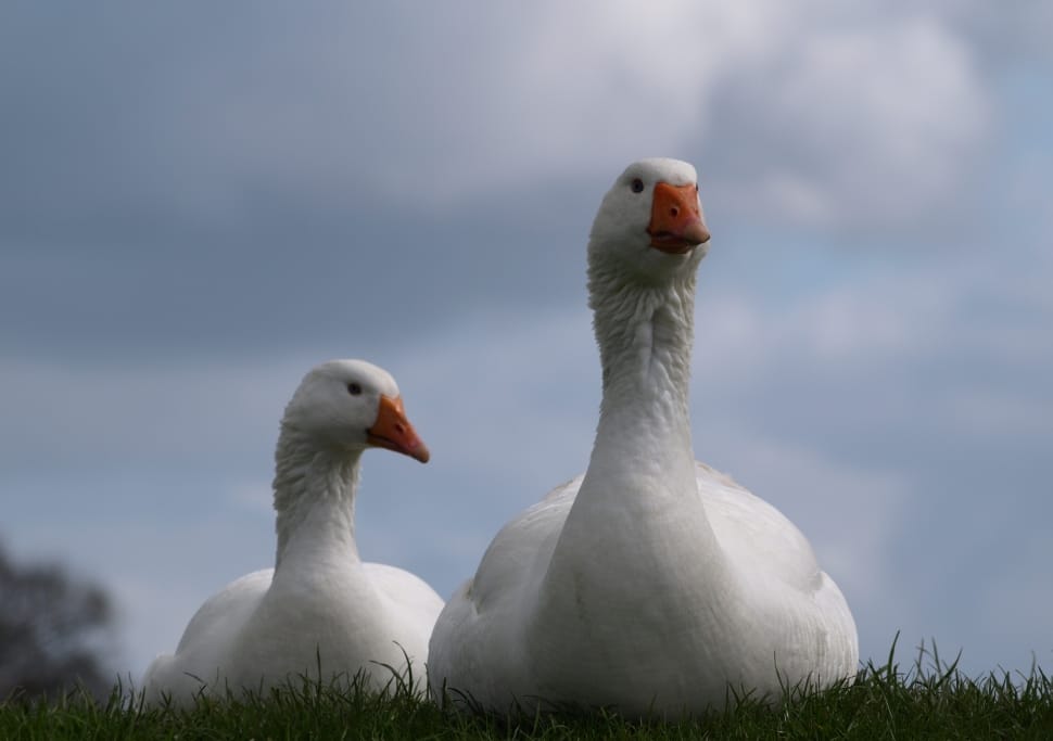 white geese preview