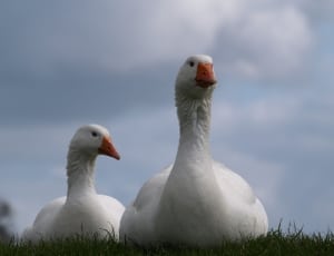 white geese thumbnail