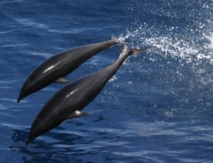 2 black dolphins thumbnail