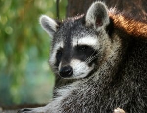 black and white racoon thumbnail