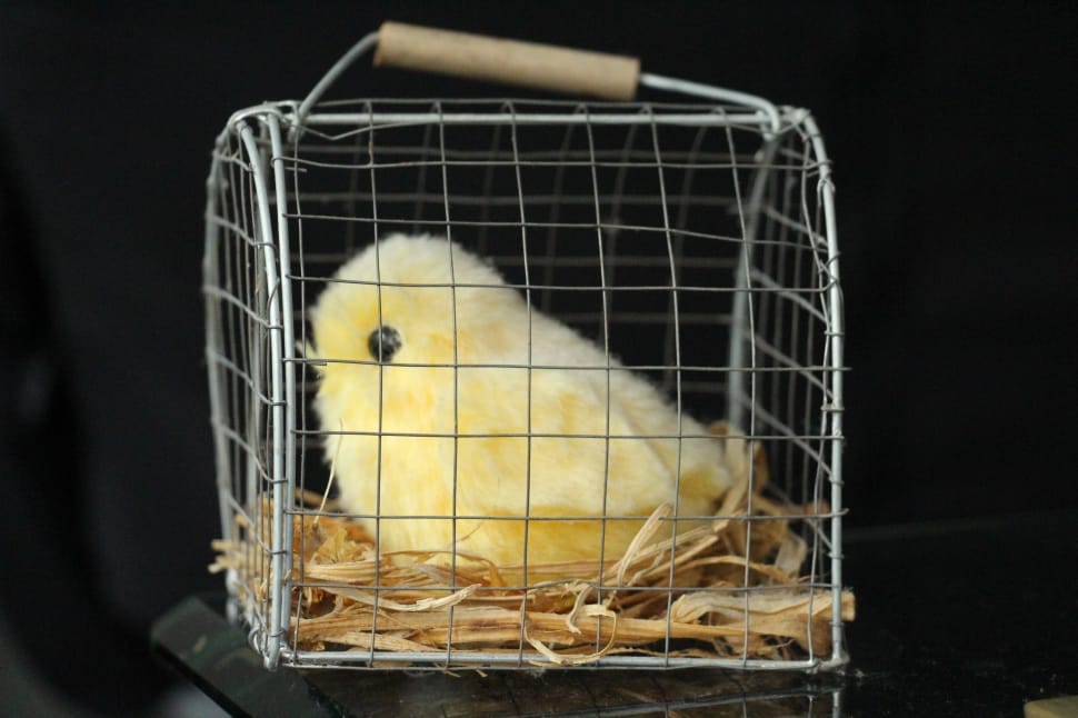 yellow chick in crate preview