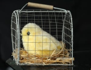yellow chick in crate thumbnail