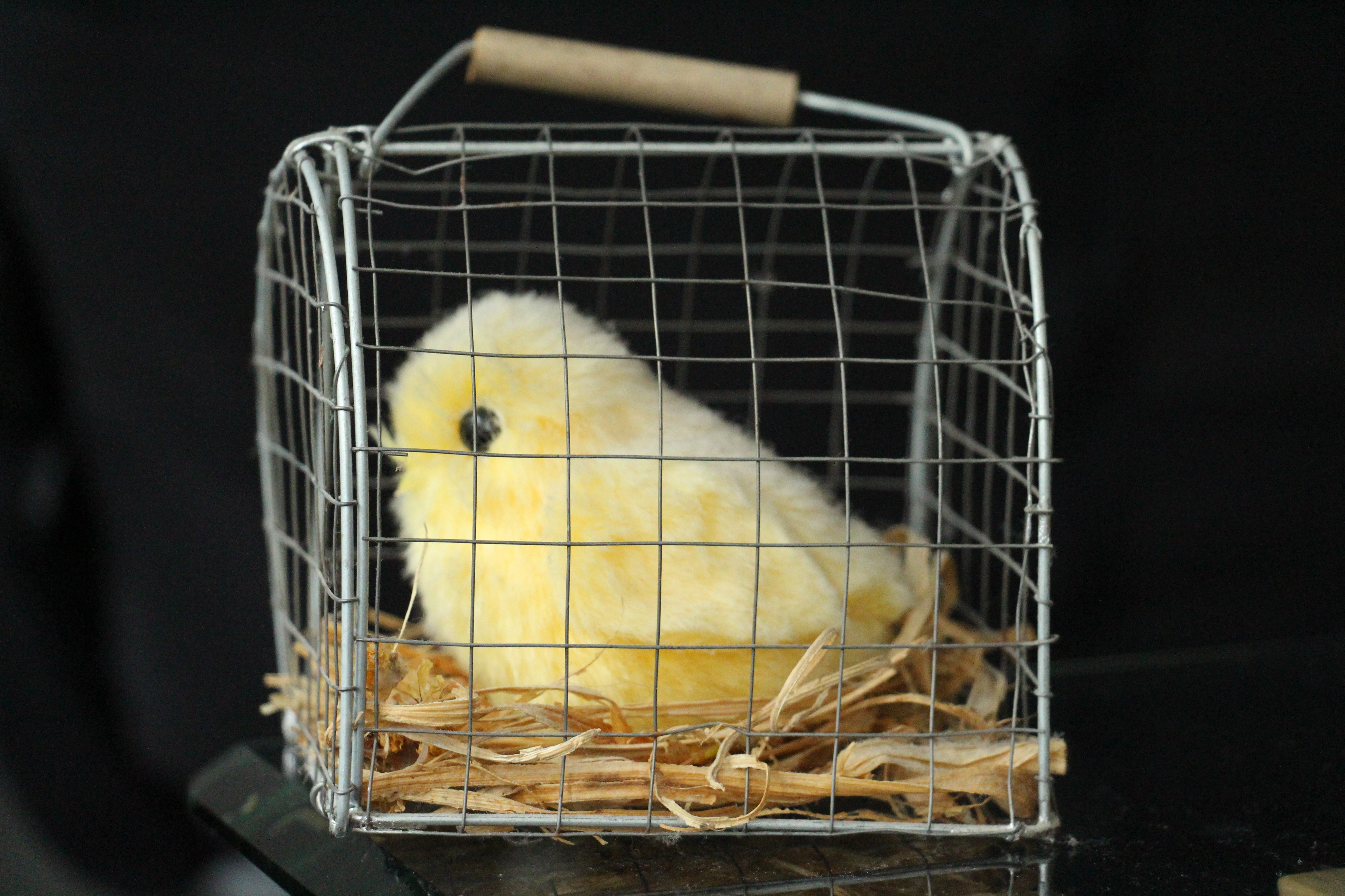 yellow chick in crate