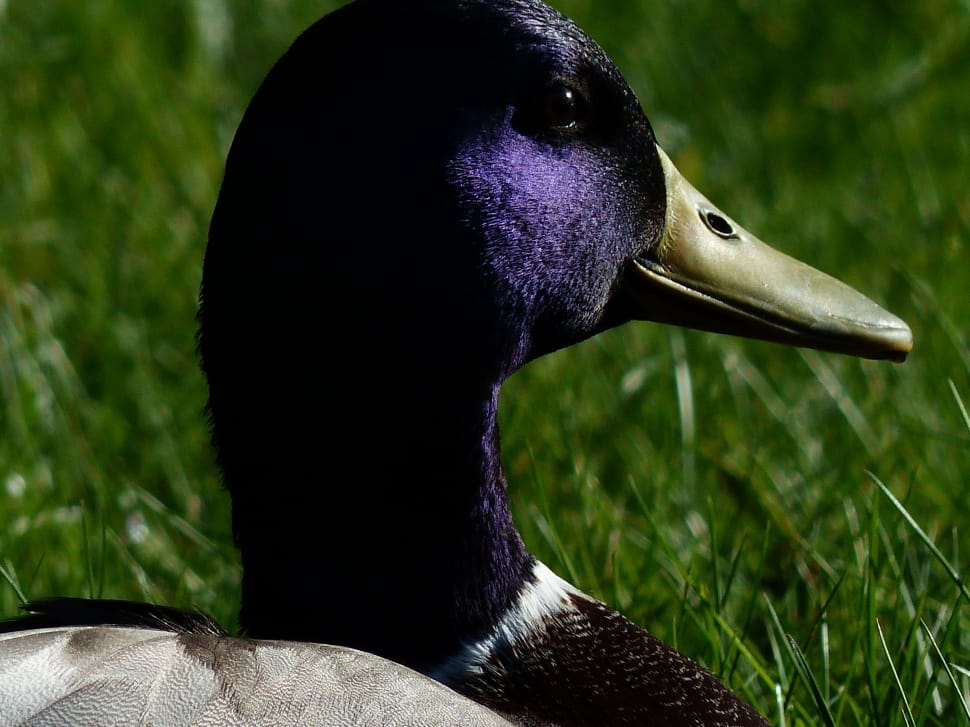 purple and brown duck preview