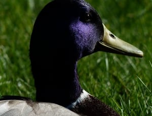 purple and brown duck thumbnail