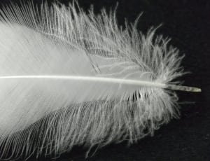 white feather thumbnail