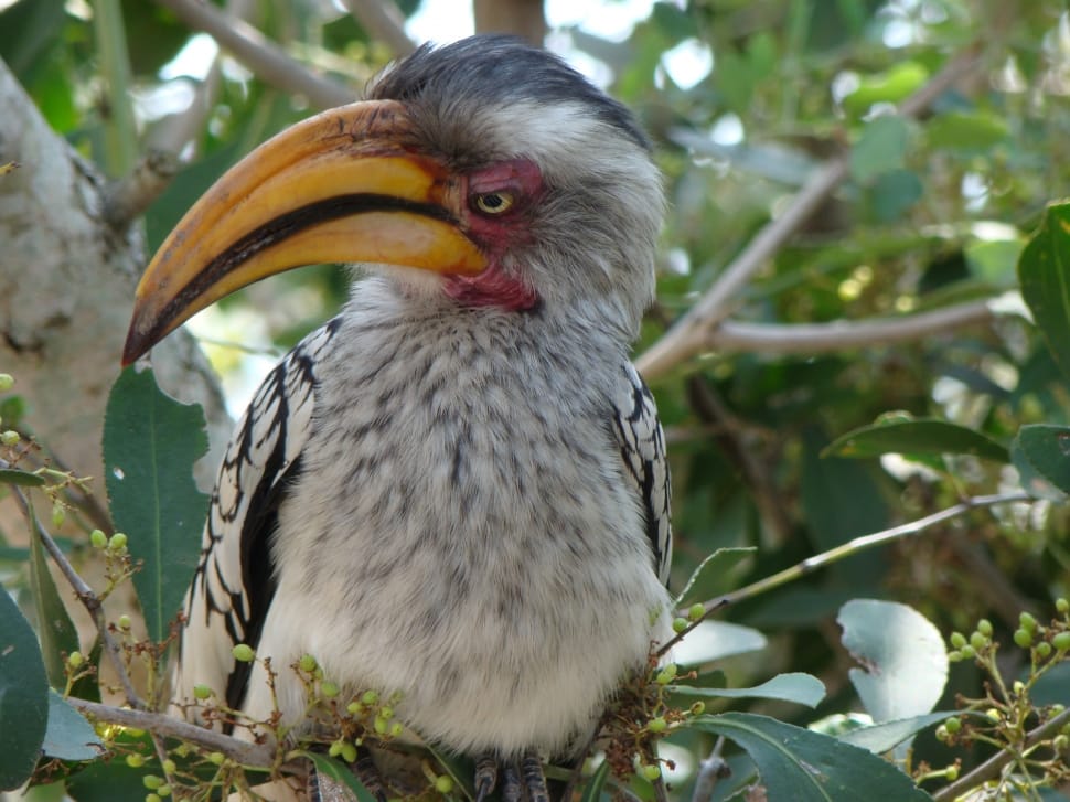 white black and yellow hornbill preview