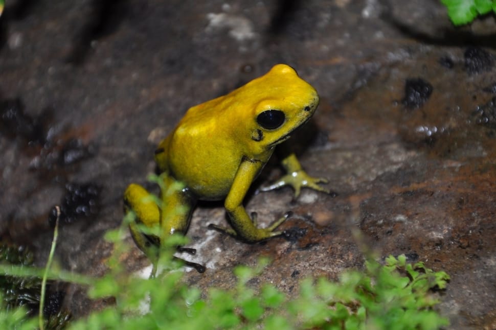 yellow frog preview