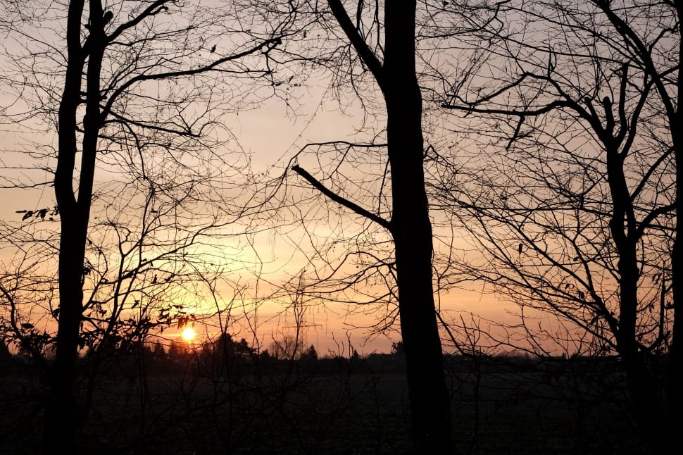 silhouette of bare trees during sunset preview