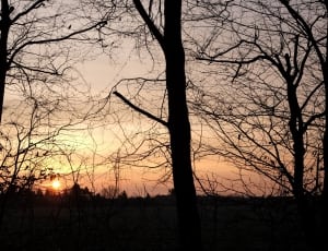 silhouette of bare trees during sunset thumbnail