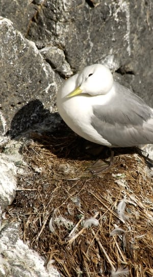white gray gull thumbnail