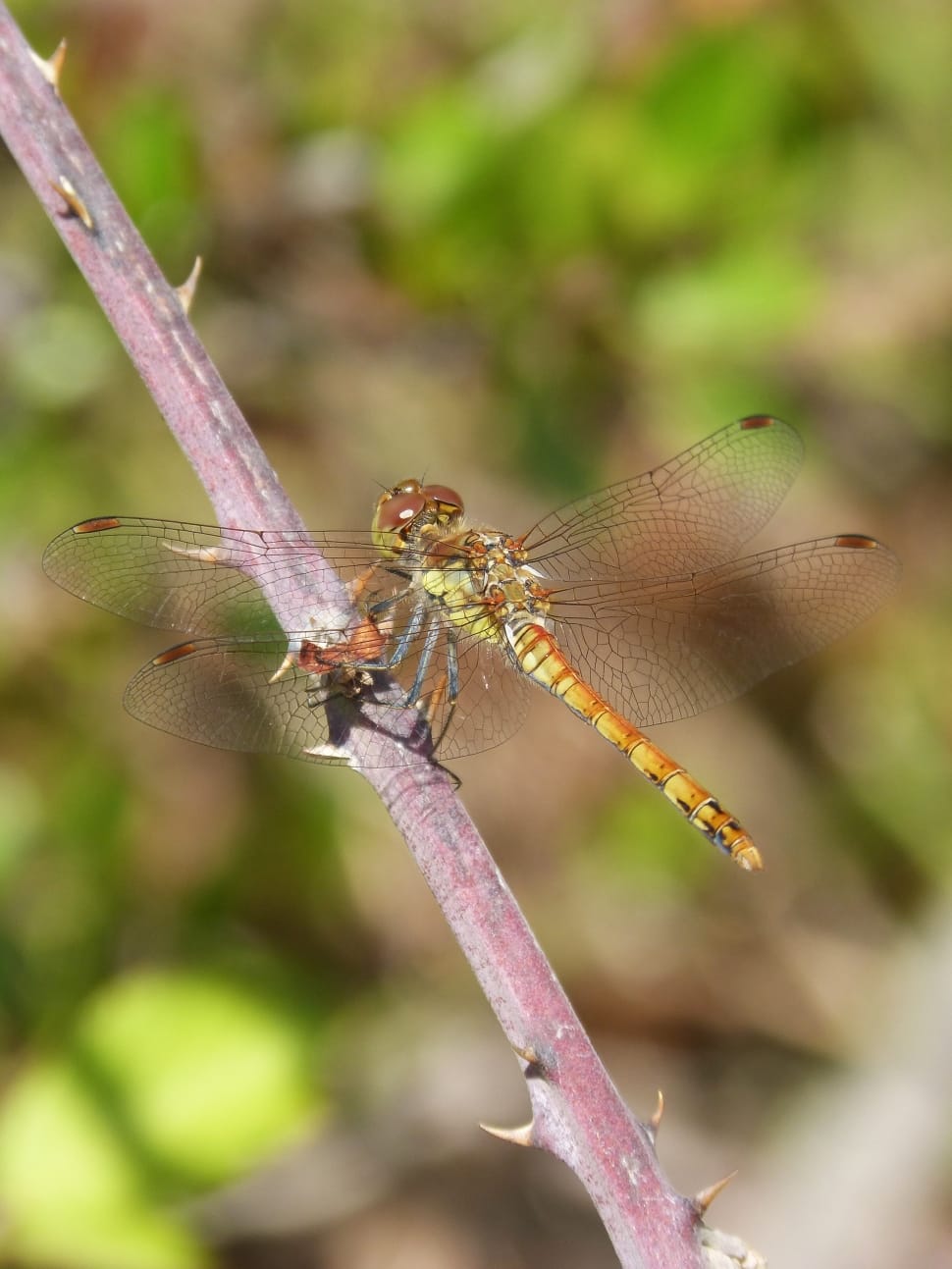 brown dragon fly preview