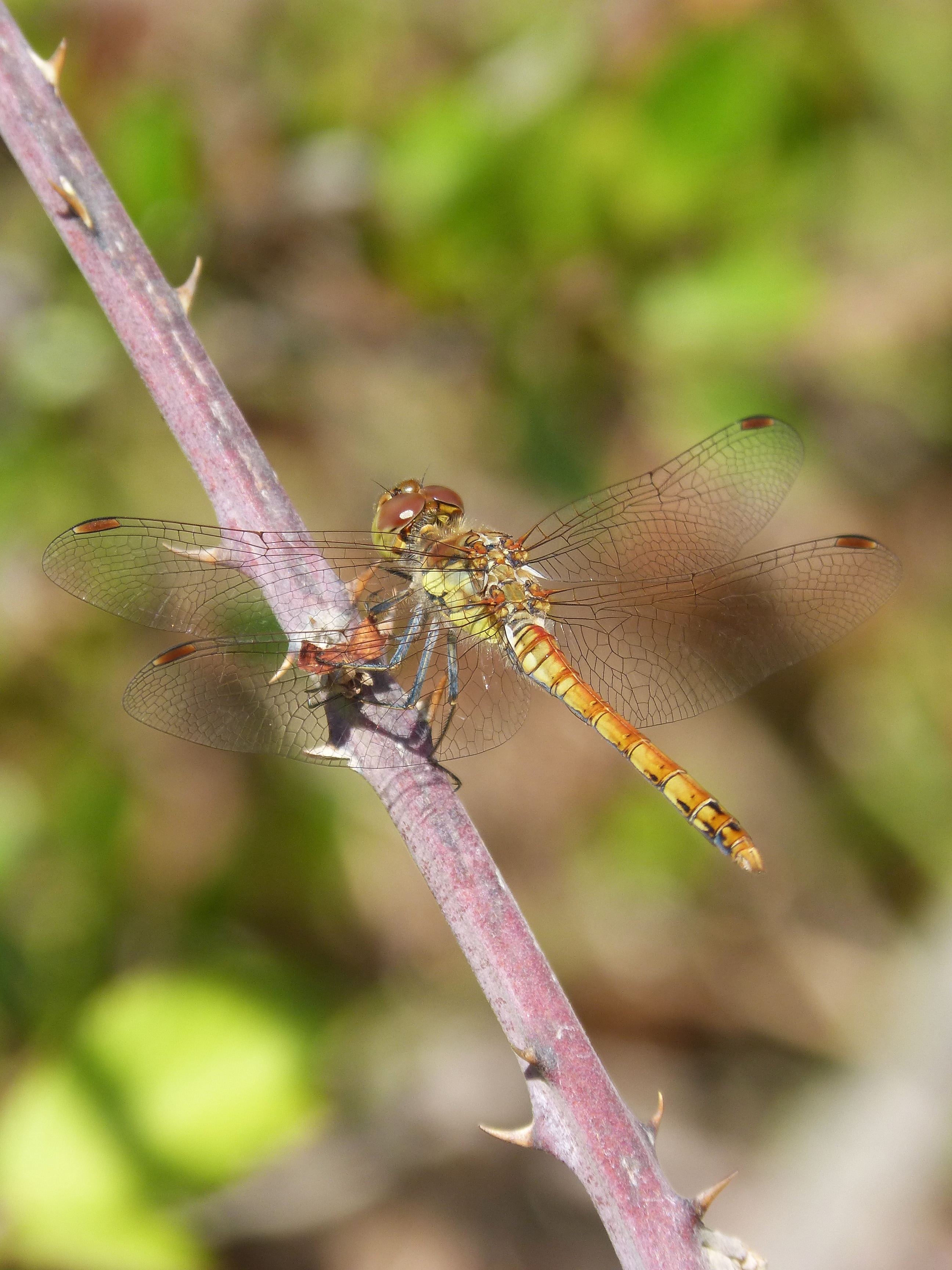 brown dragon fly