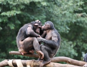 3 chimpanzees thumbnail