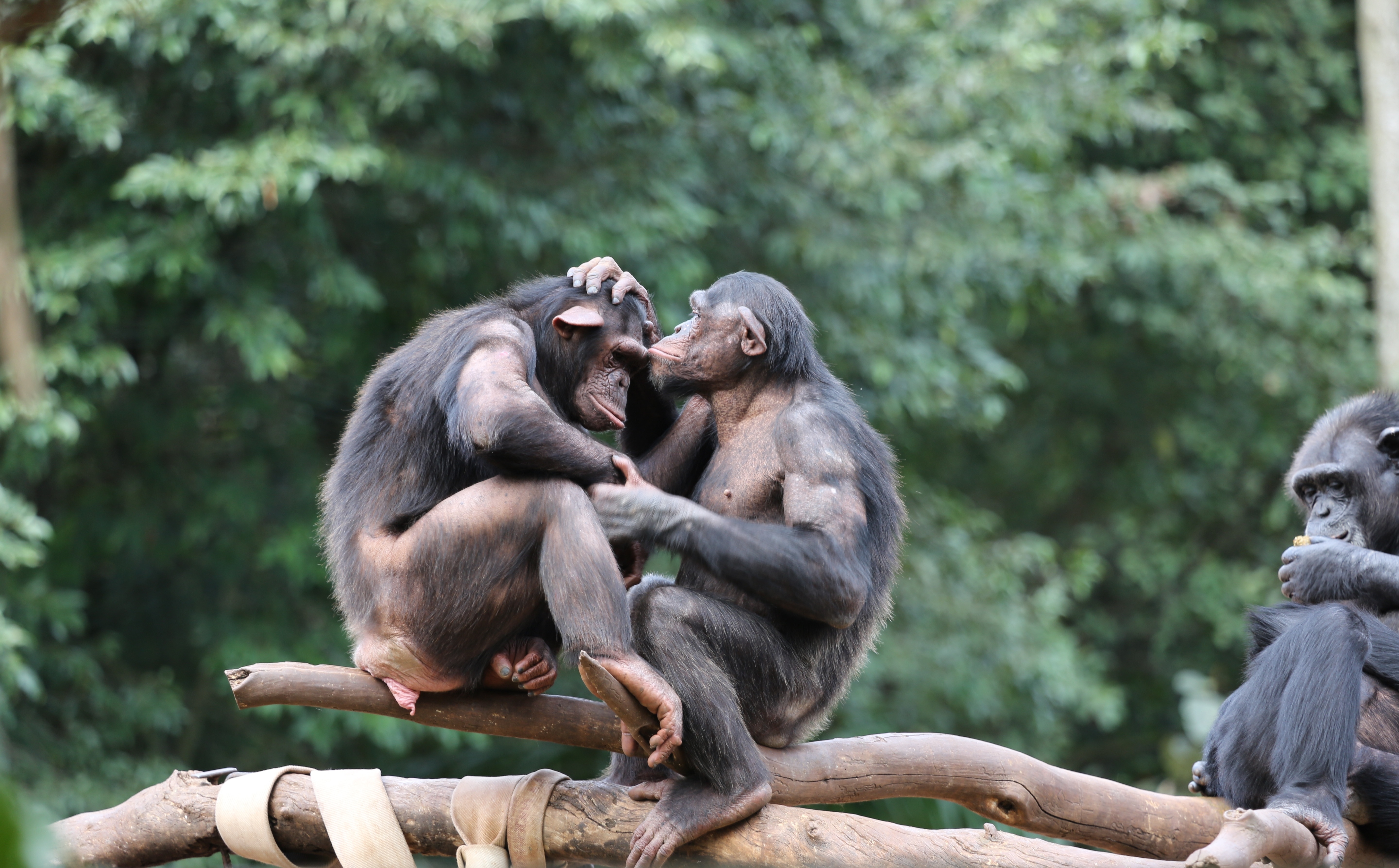 3 chimpanzees