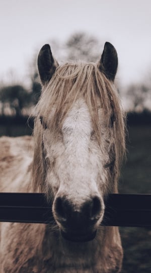 selective photo of white and brown horse thumbnail