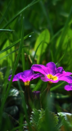 3 purple flowers thumbnail