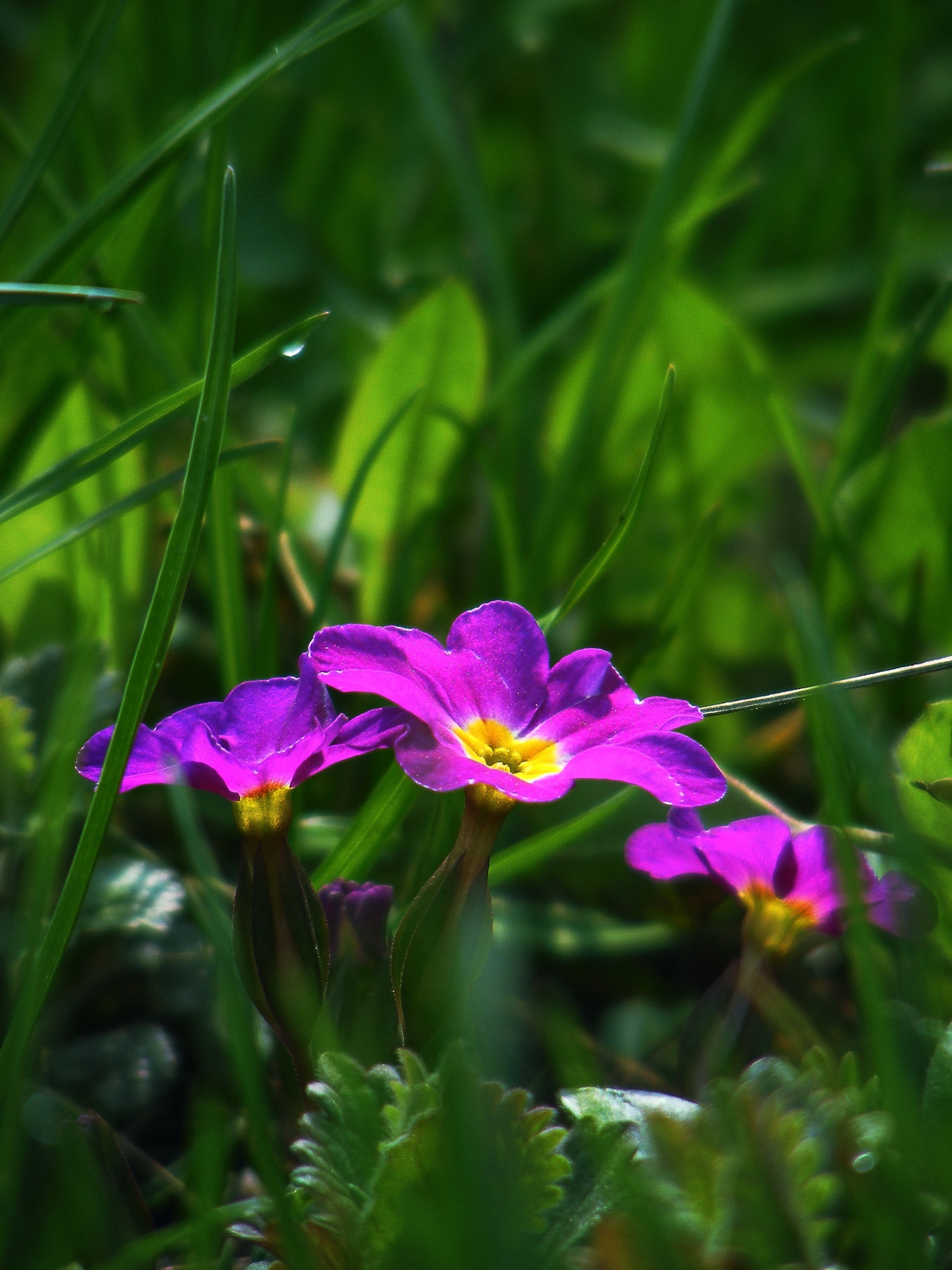 3 purple flowers
