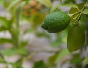 green guava thumbnail