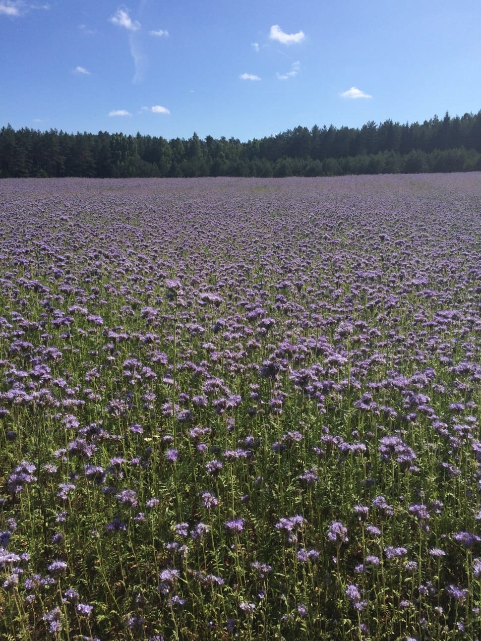 purple petaled field flower preview