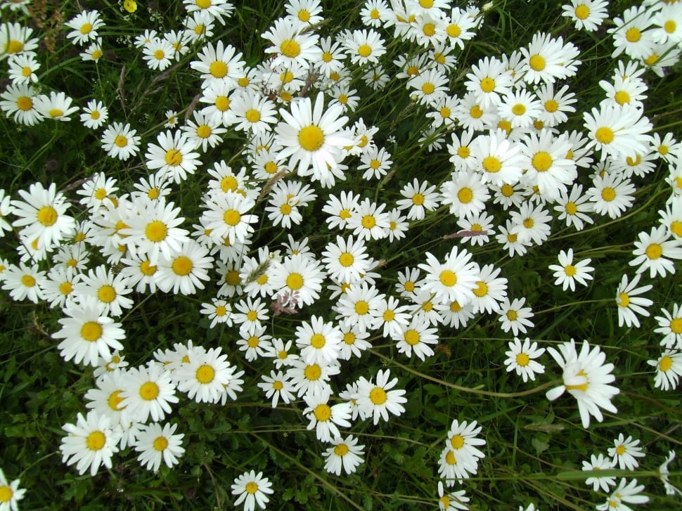 daisies preview