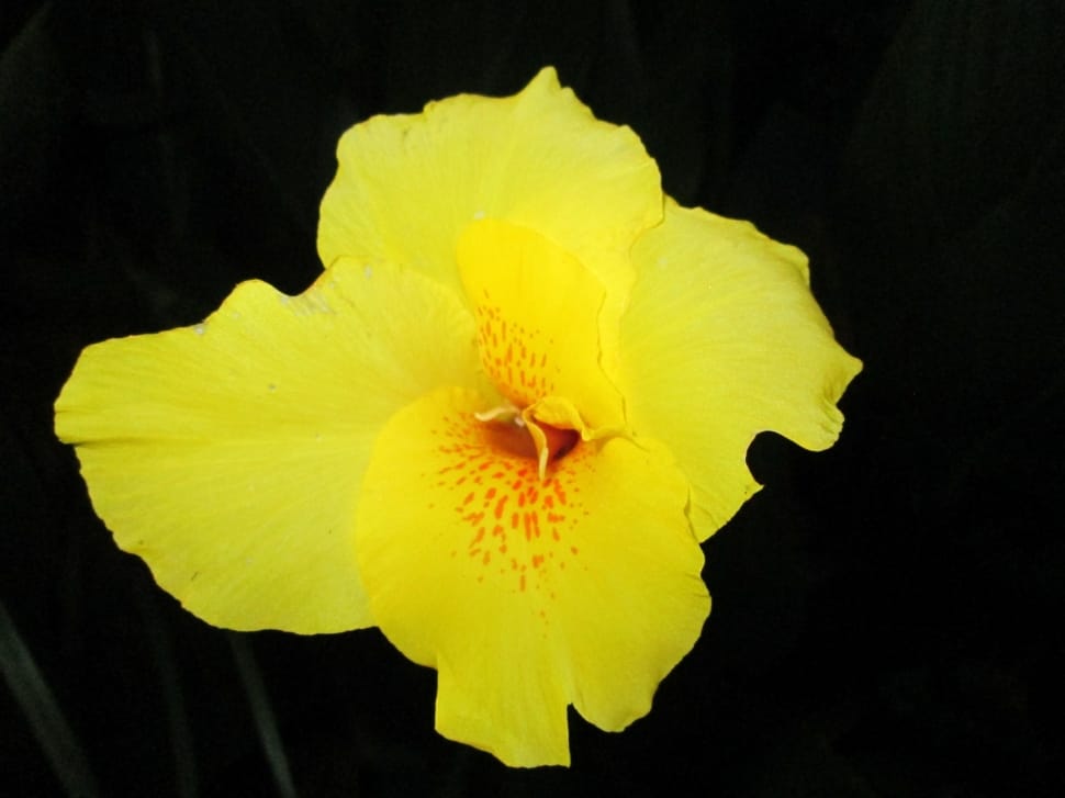 yellow 4 petaled flower preview