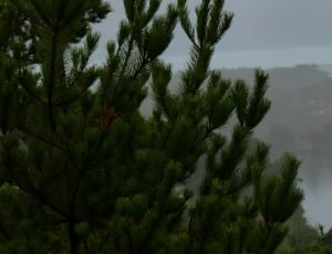 green and blue pine trees and body of water thumbnail
