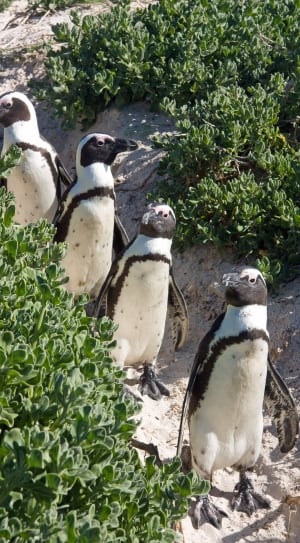 Four black and white penguins thumbnail