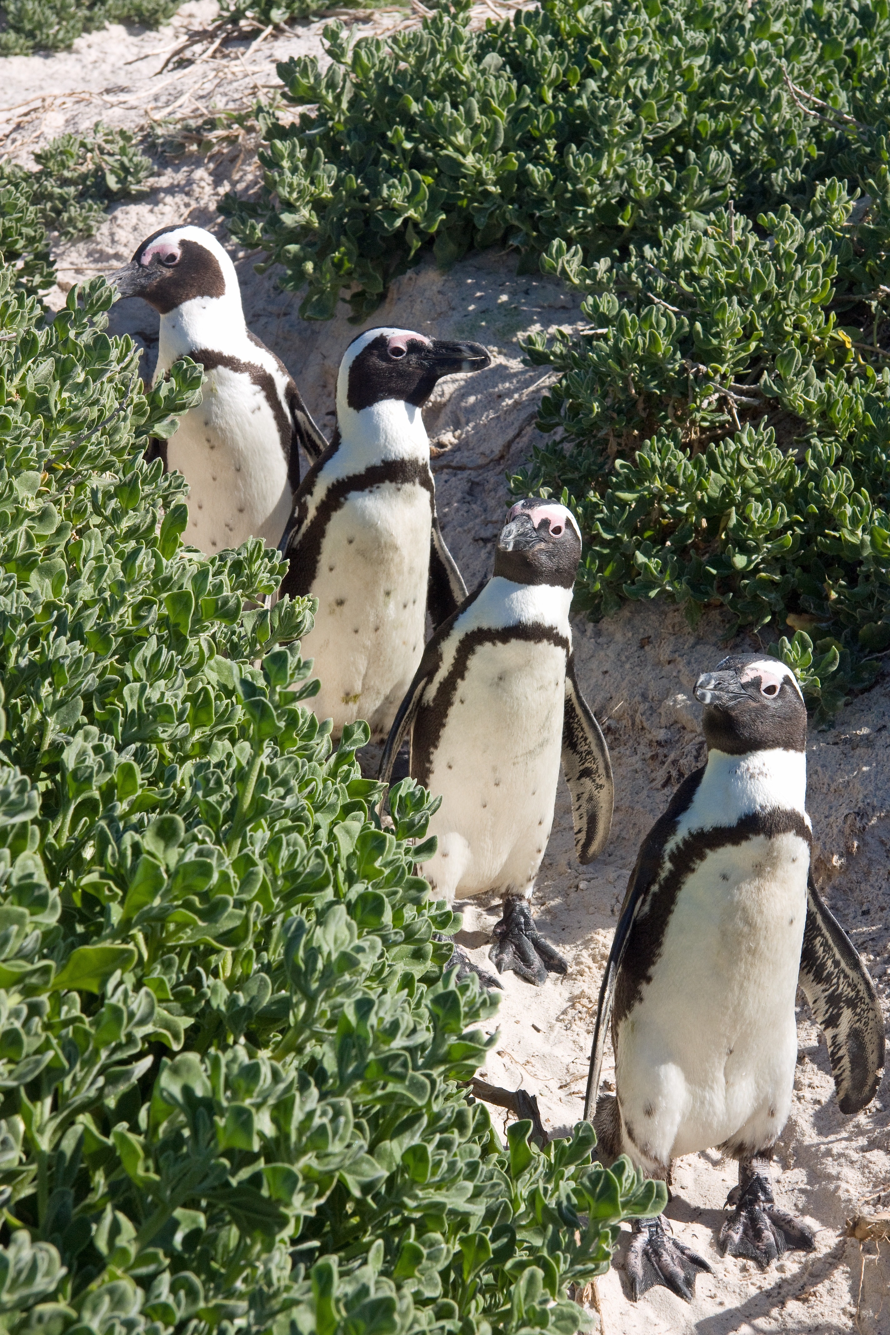Four black and white penguins