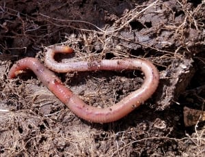 brown worms thumbnail