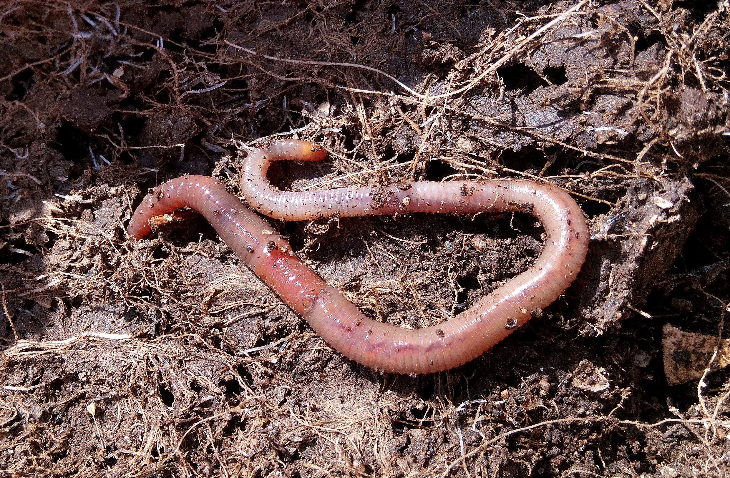 brown worms