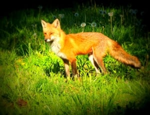 orange fox thumbnail