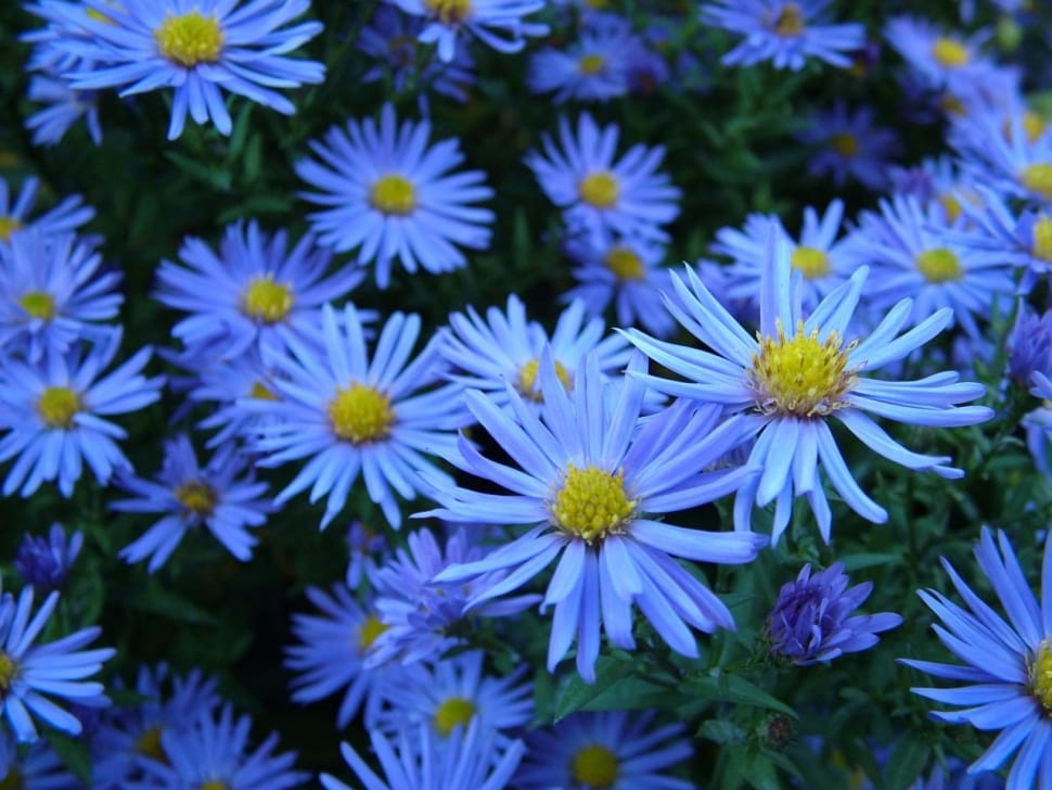 blue asters preview