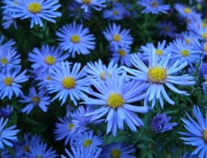 blue asters thumbnail