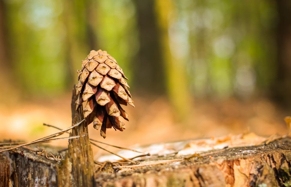 grown pine cone preview