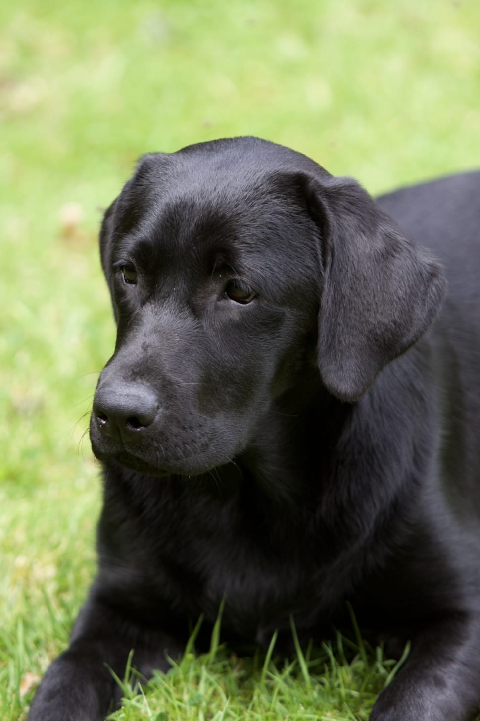 black labrador retriever dog preview