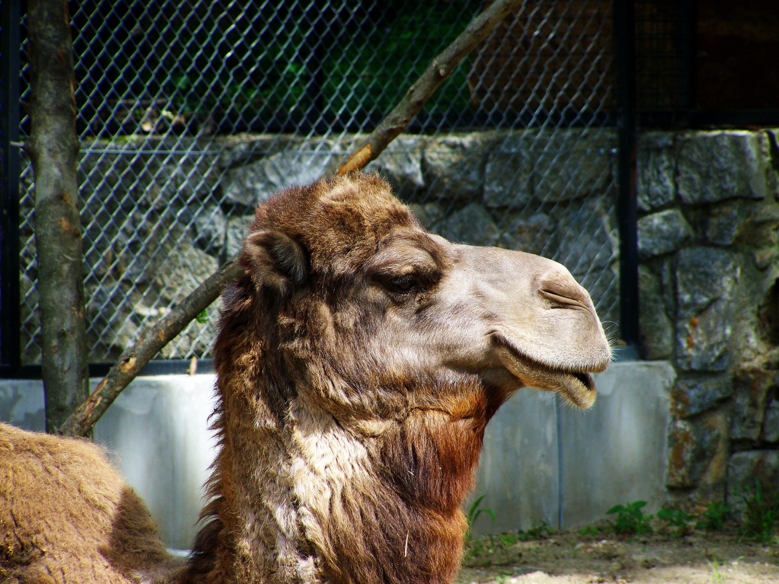 brown llama