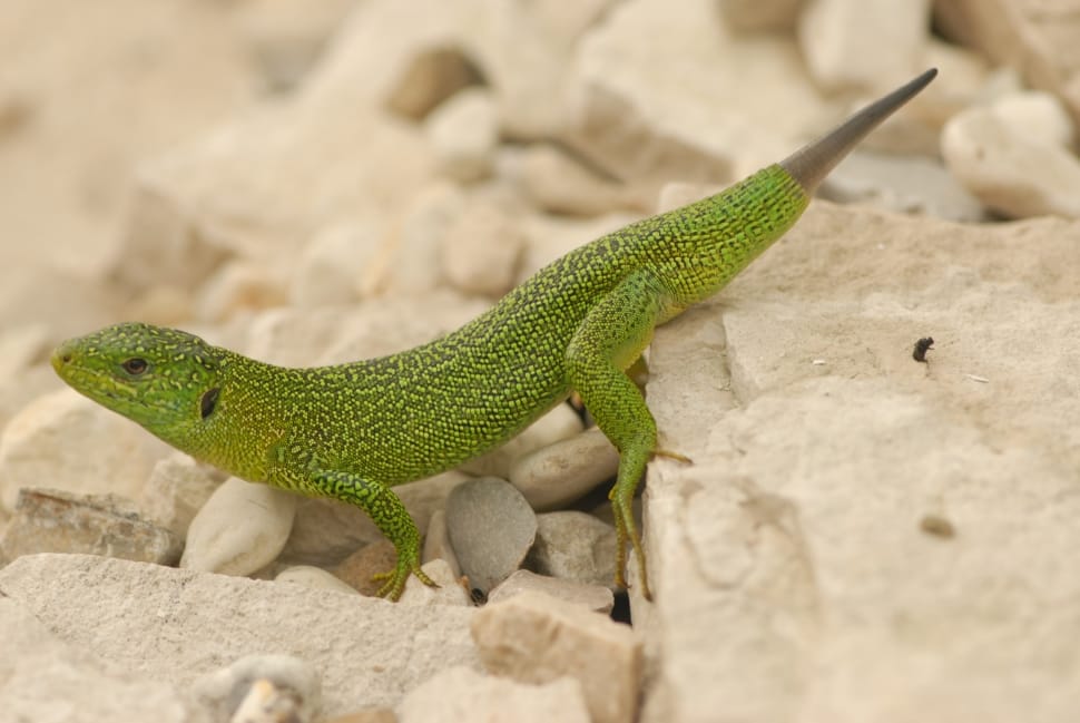 green gecko preview