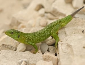green gecko thumbnail