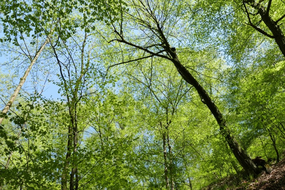 green leafed trees preview