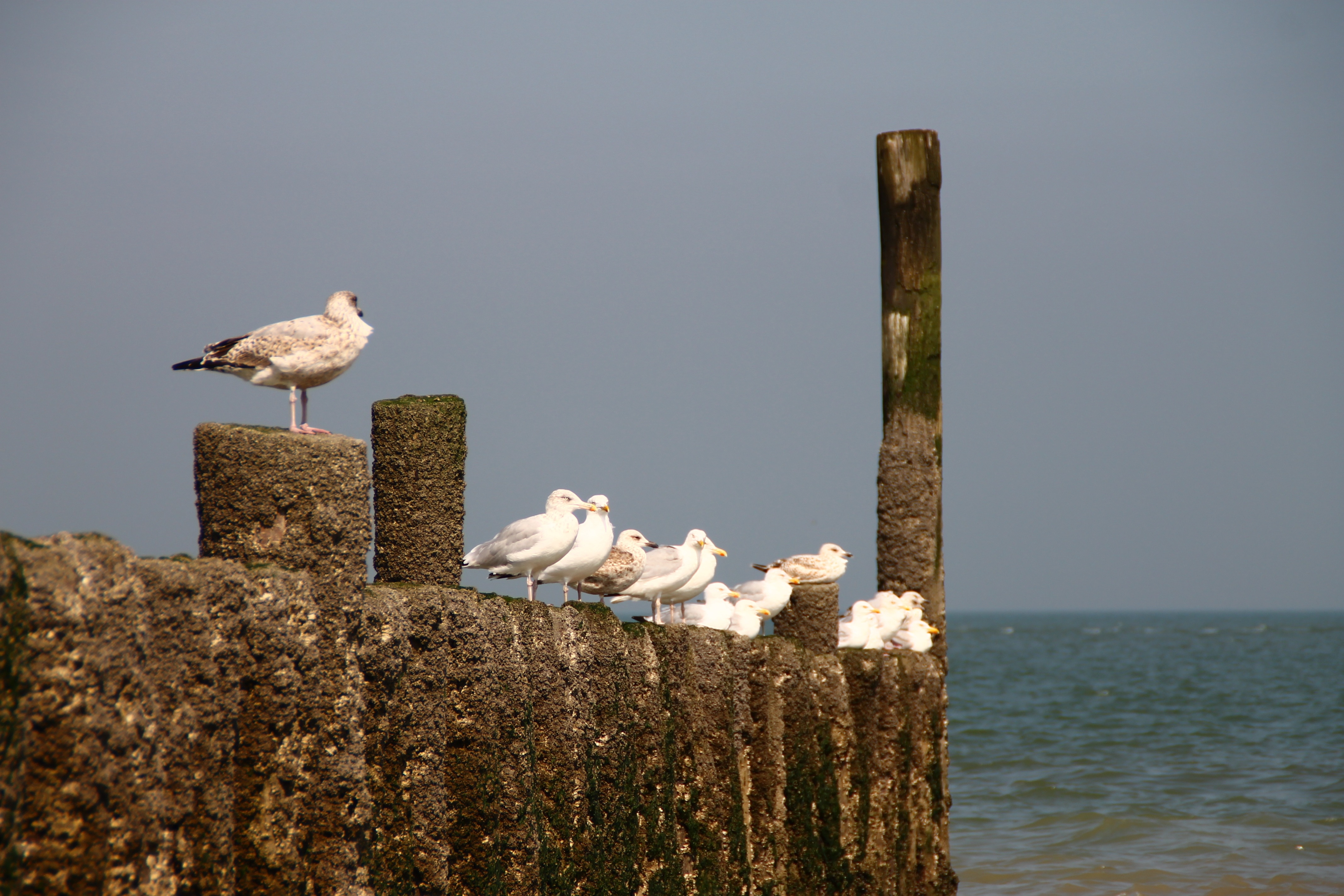 seagulls lot