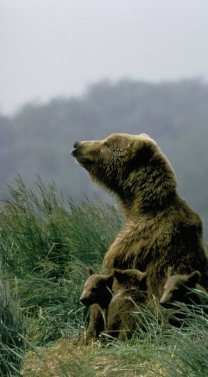 brown bear with 3 cubs thumbnail