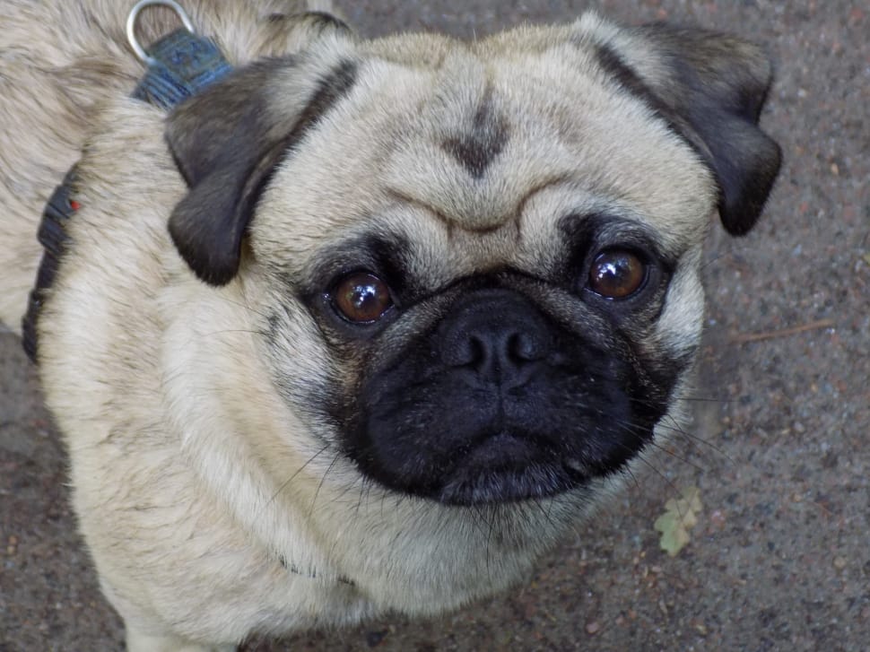 fawn pug preview