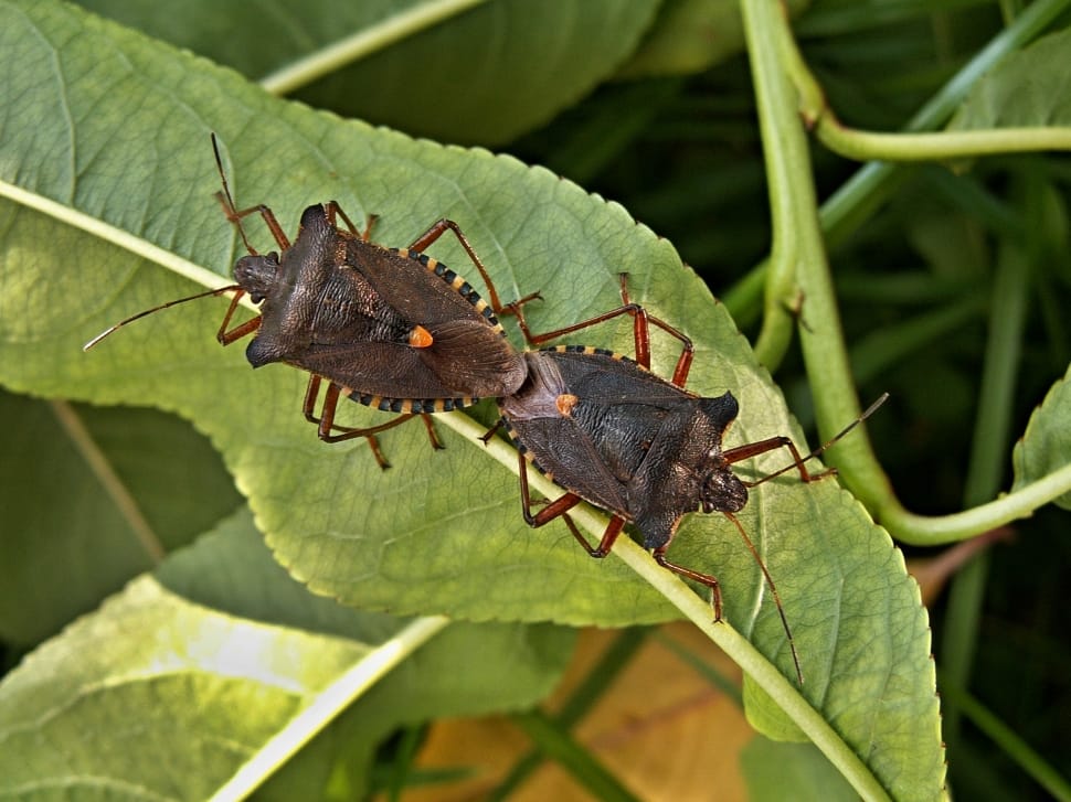 2 brown stink bugs preview