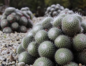 green ball cacti during daytime thumbnail