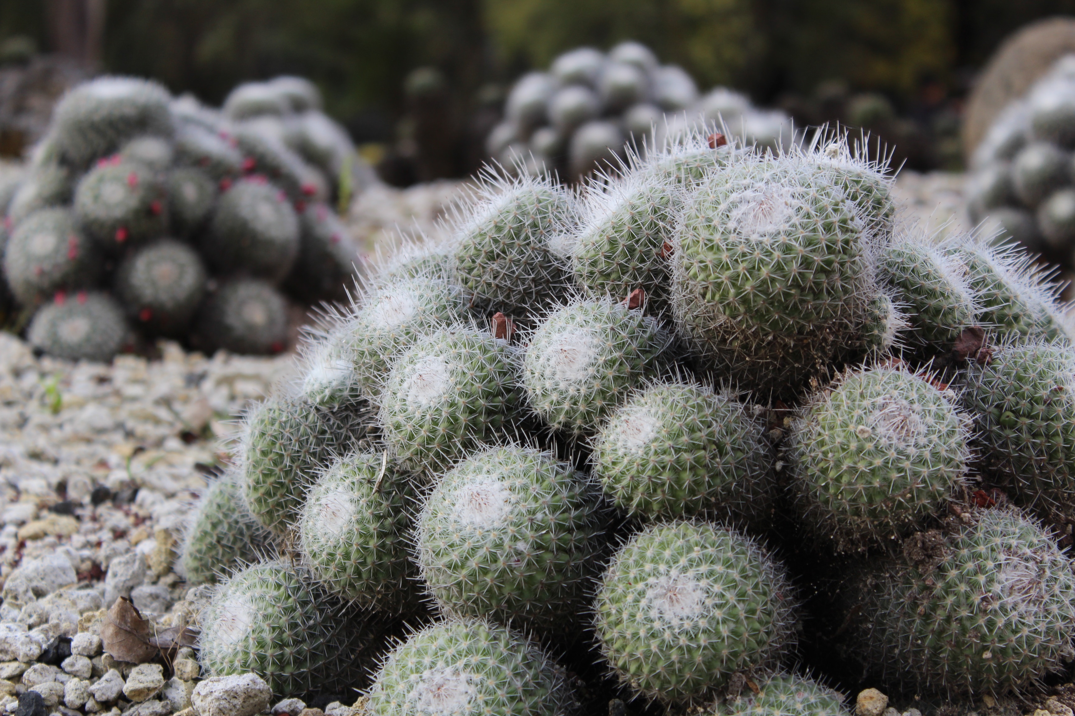 green ball cacti during daytime