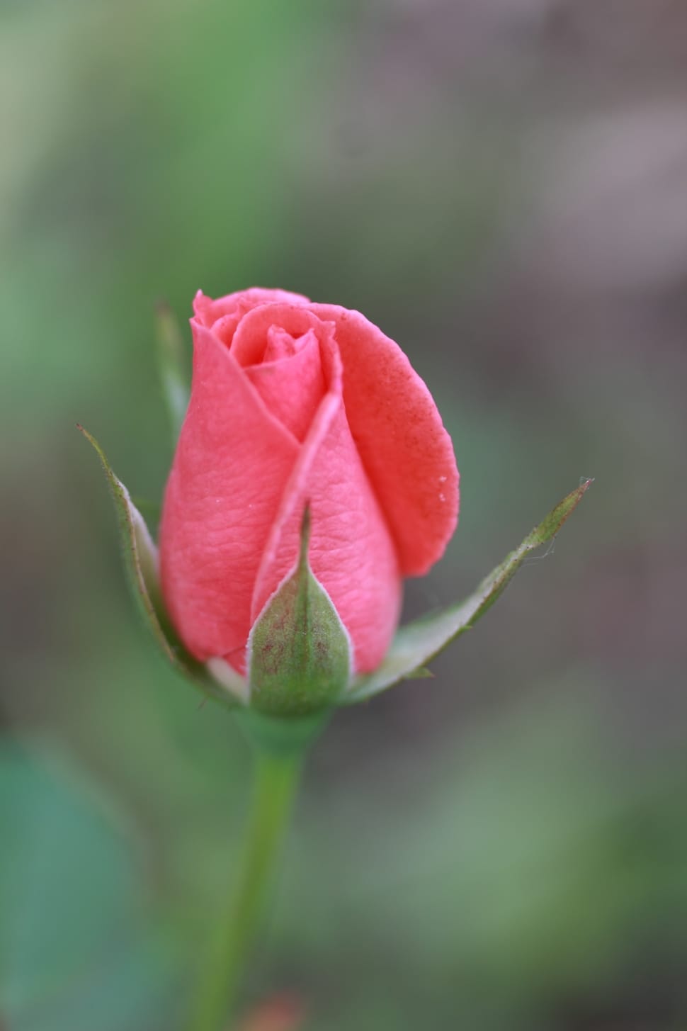 shallow focus photography of pink rose preview