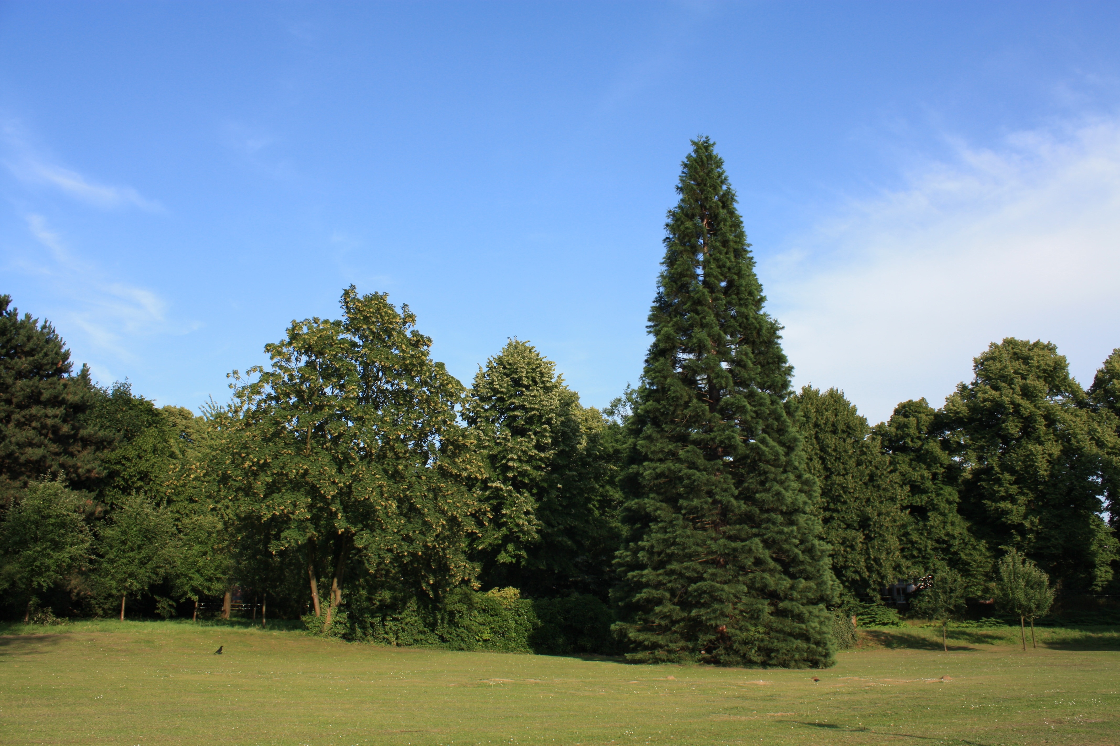 green leaf tree