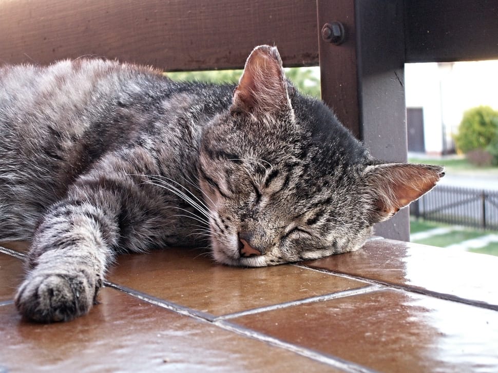 brown tabby can sleeping preview