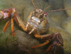 brown lobster thumbnail